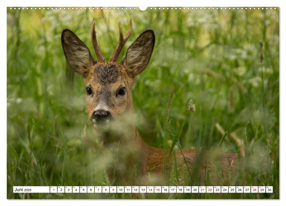 Anmut mit sanften Augen - Rehwild in der freien Natur (CALVENDO Premium Wandkalender 2025)