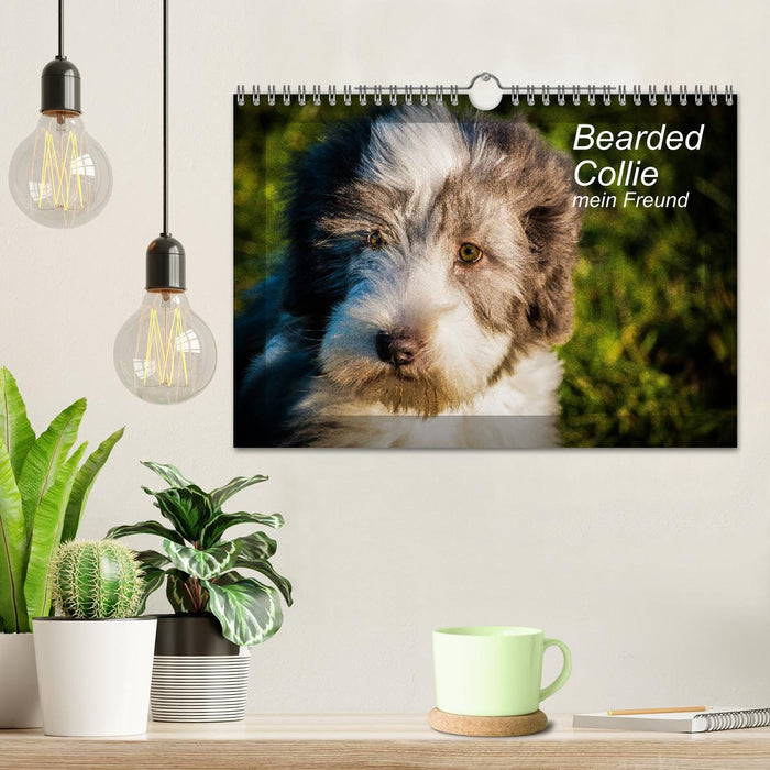 Bearded Collie, mein Freund (CALVENDO Wandkalender 2025)