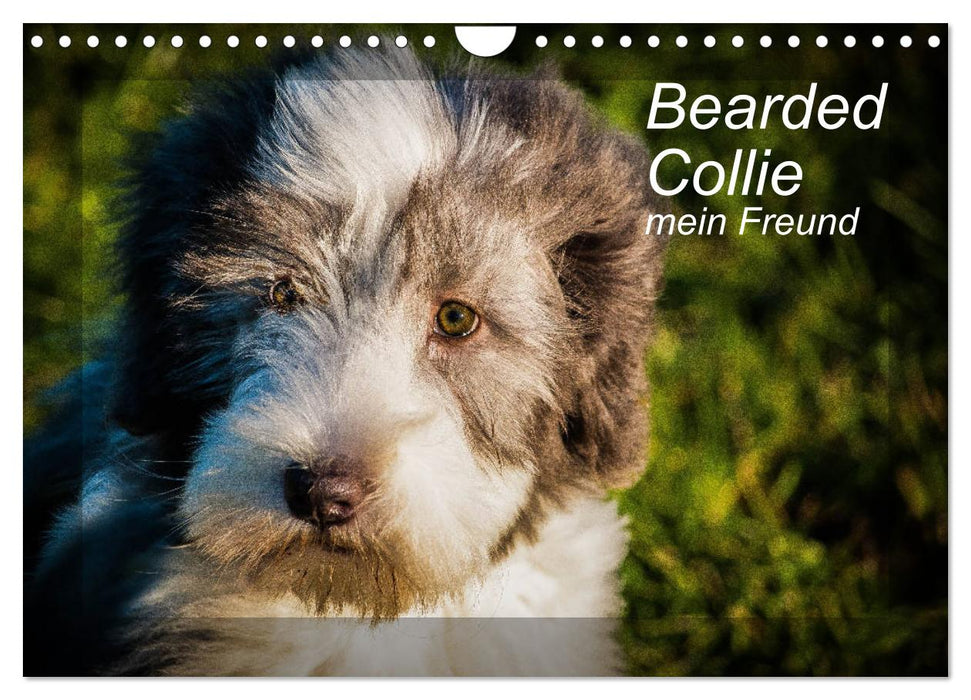 Bearded Collie, mein Freund (CALVENDO Wandkalender 2025)