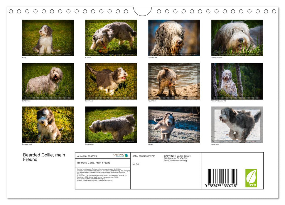 Bearded Collie, mein Freund (CALVENDO Wandkalender 2025)