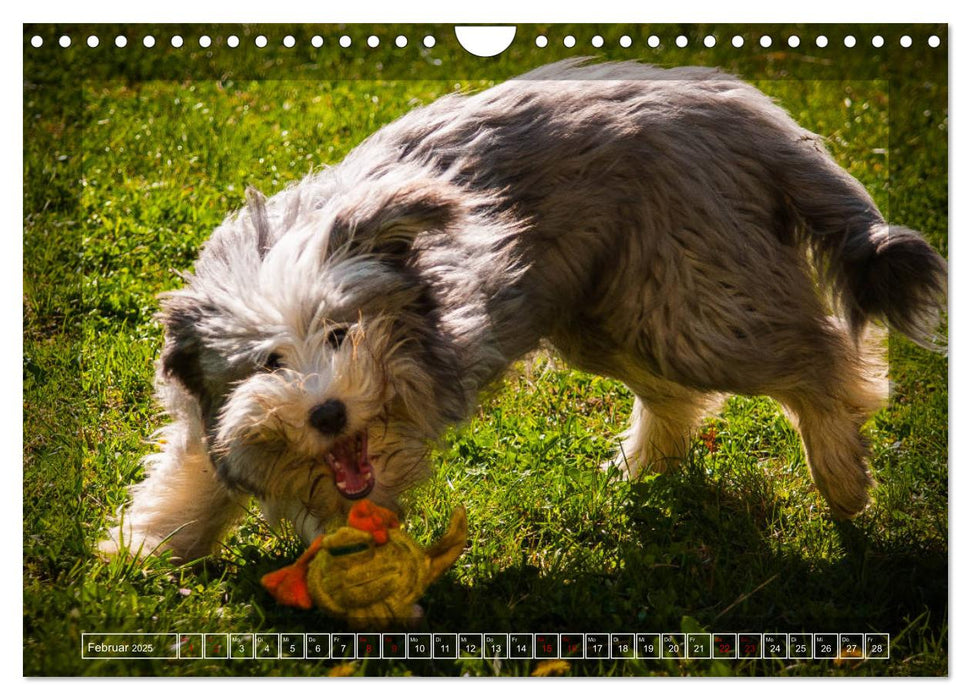 Bearded Collie, mein Freund (CALVENDO Wandkalender 2025)