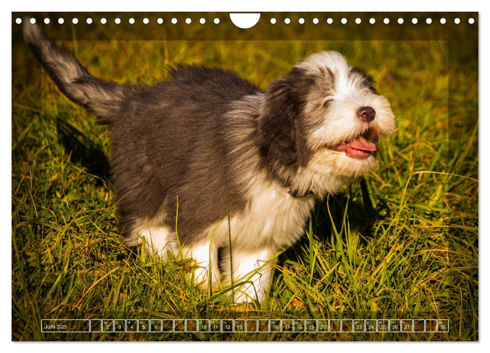 Bearded Collie, mein Freund (CALVENDO Wandkalender 2025)