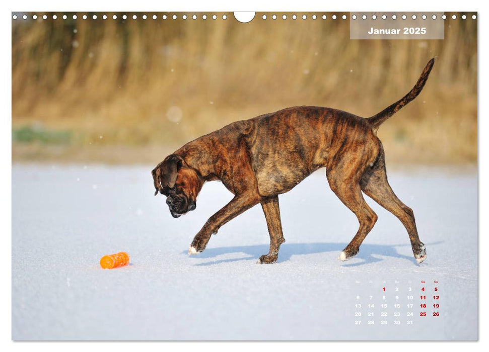 Typisch Boxer (CALVENDO Wandkalender 2025)