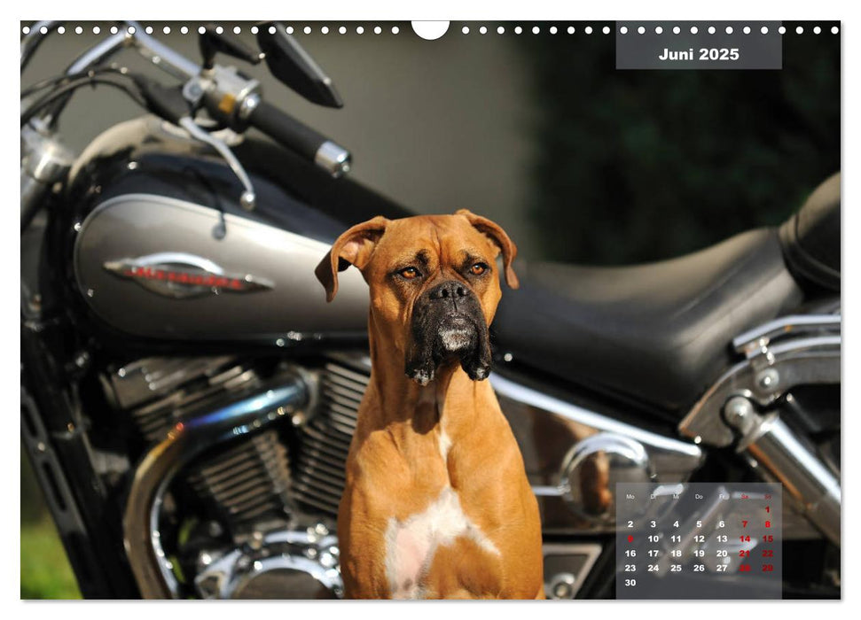 Typisch Boxer (CALVENDO Wandkalender 2025)