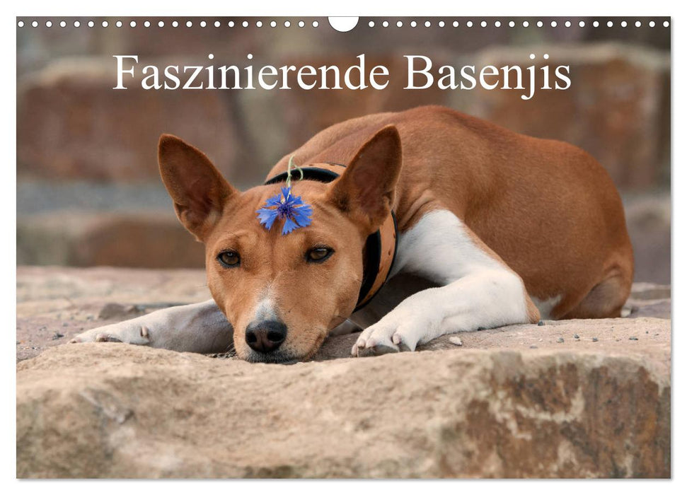 Faszinierende Basenjis (CALVENDO Wandkalender 2025)