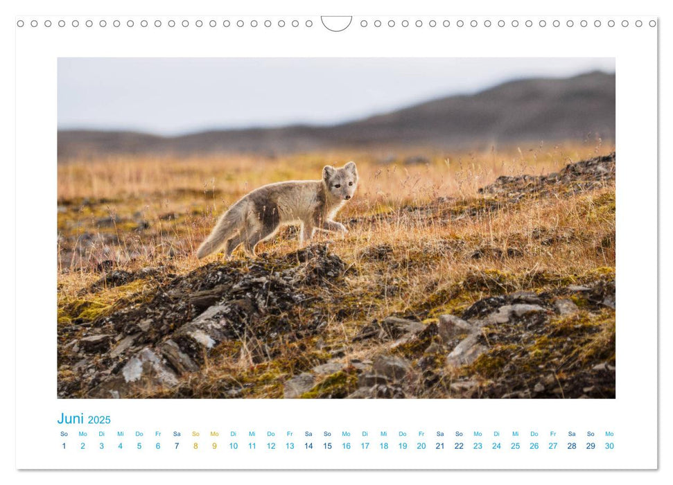 Spitzbergen - Landschaft - Eis - Tierwelt (CALVENDO Wandkalender 2025)