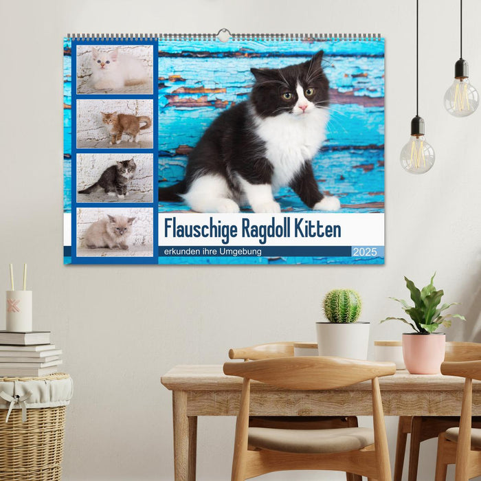 Flauschige Ragdoll Kitten (CALVENDO Wandkalender 2025)