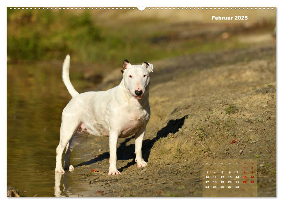 Bullterrier 2025 Frech und fröhlich durch das Jahr (CALVENDO Wandkalender 2025)