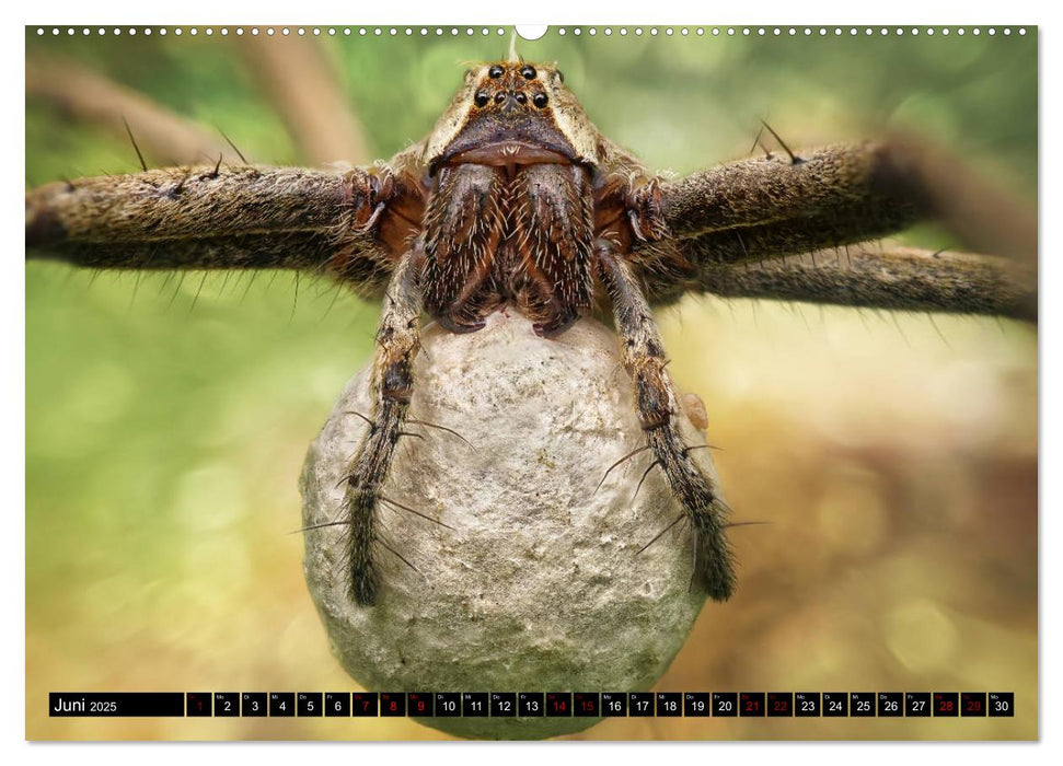 Faszination Makrofotografie: Spinnen (CALVENDO Premium Wandkalender 2025)