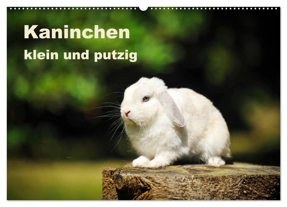 Kaninchen klein und putzig (CALVENDO Wandkalender 2025)