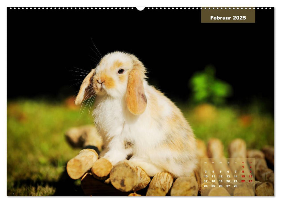 Kaninchen klein und putzig (CALVENDO Wandkalender 2025)