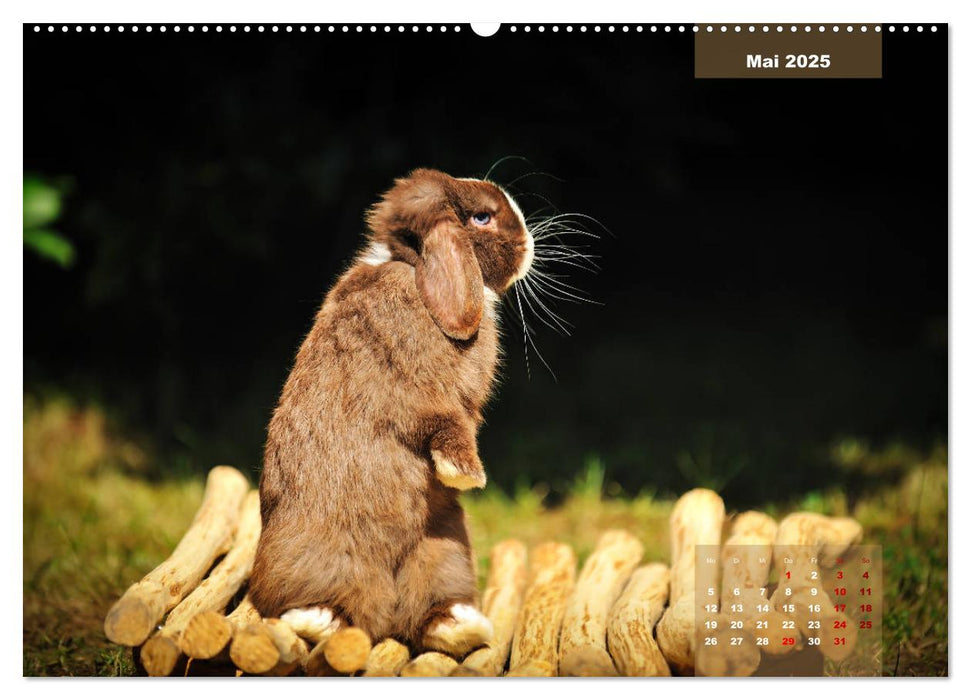 Kaninchen klein und putzig (CALVENDO Wandkalender 2025)