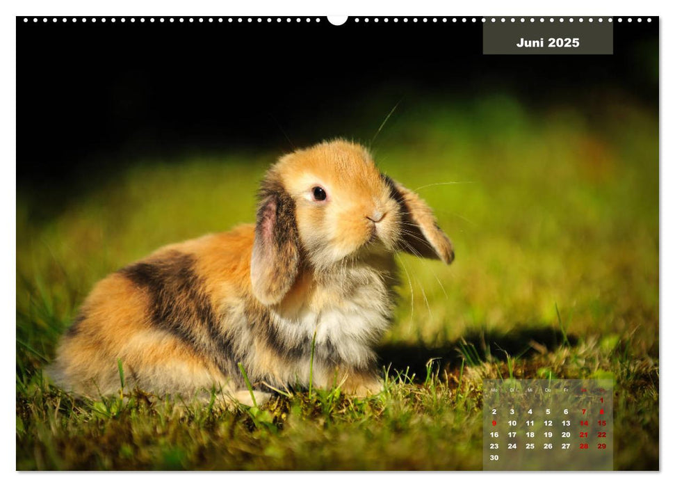 Kaninchen klein und putzig (CALVENDO Wandkalender 2025)