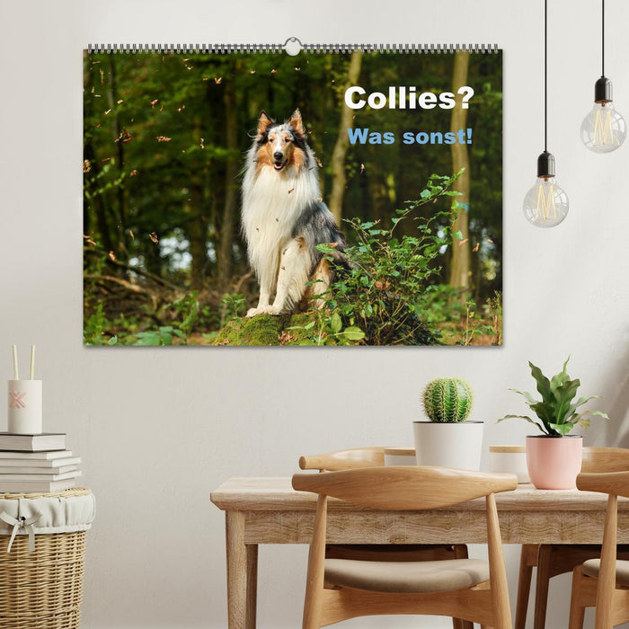 Collies? Was sonst! (CALVENDO Wandkalender 2025)