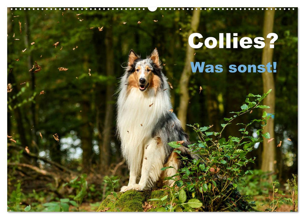 Collies? Was sonst! (CALVENDO Wandkalender 2025)