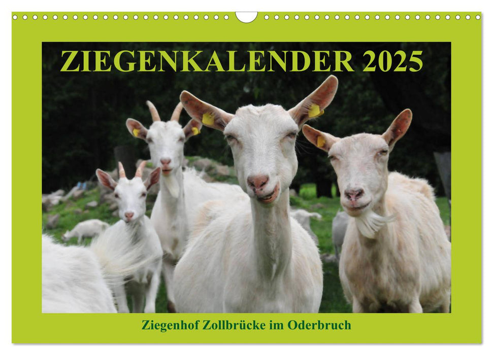 Ziegenkalender 2025 (CALVENDO Wandkalender 2025)