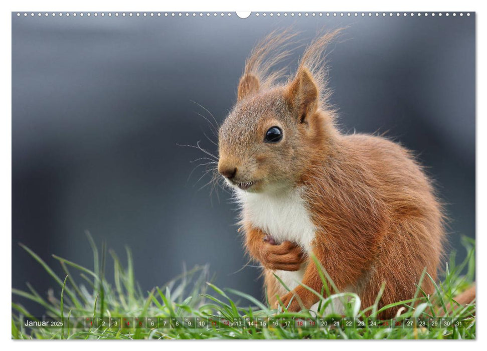 Eichhörnchen Luna und ihre Kinder (CALVENDO Premium Wandkalender 2025)