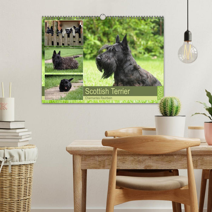 Scottish Terrier - Charmantes Rauhbein (CALVENDO Wandkalender 2025)