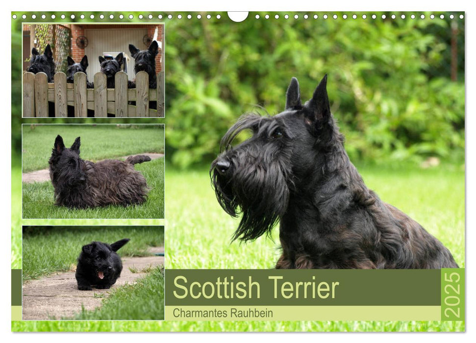 Scottish Terrier - Charmantes Rauhbein (CALVENDO Wandkalender 2025)