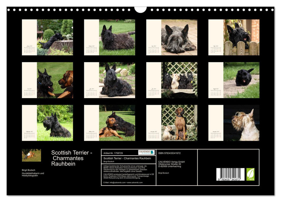 Scottish Terrier - Charmantes Rauhbein (CALVENDO Wandkalender 2025)