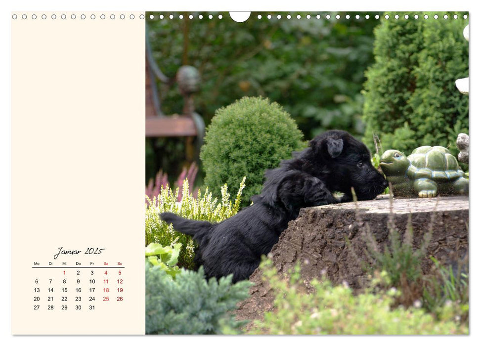 Scottish Terrier - Charmantes Rauhbein (CALVENDO Wandkalender 2025)