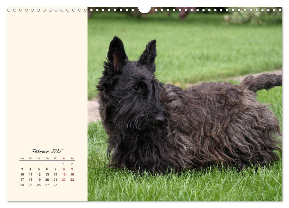 Scottish Terrier - Charmantes Rauhbein (CALVENDO Wandkalender 2025)