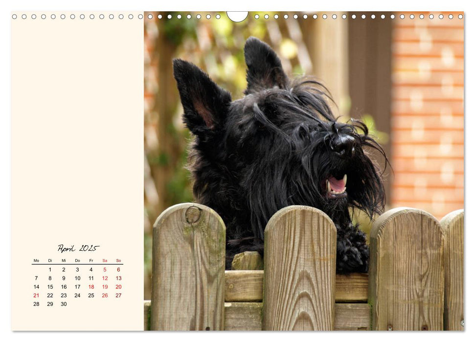 Scottish Terrier - Charmantes Rauhbein (CALVENDO Wandkalender 2025)