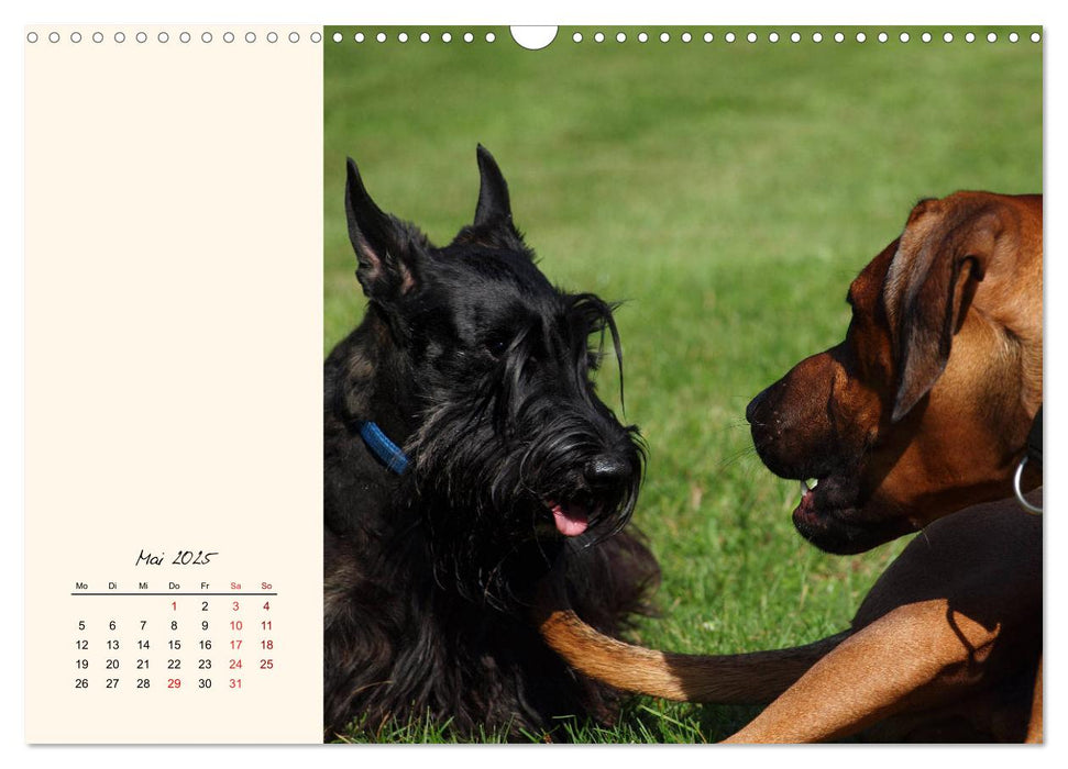 Scottish Terrier - Charmantes Rauhbein (CALVENDO Wandkalender 2025)