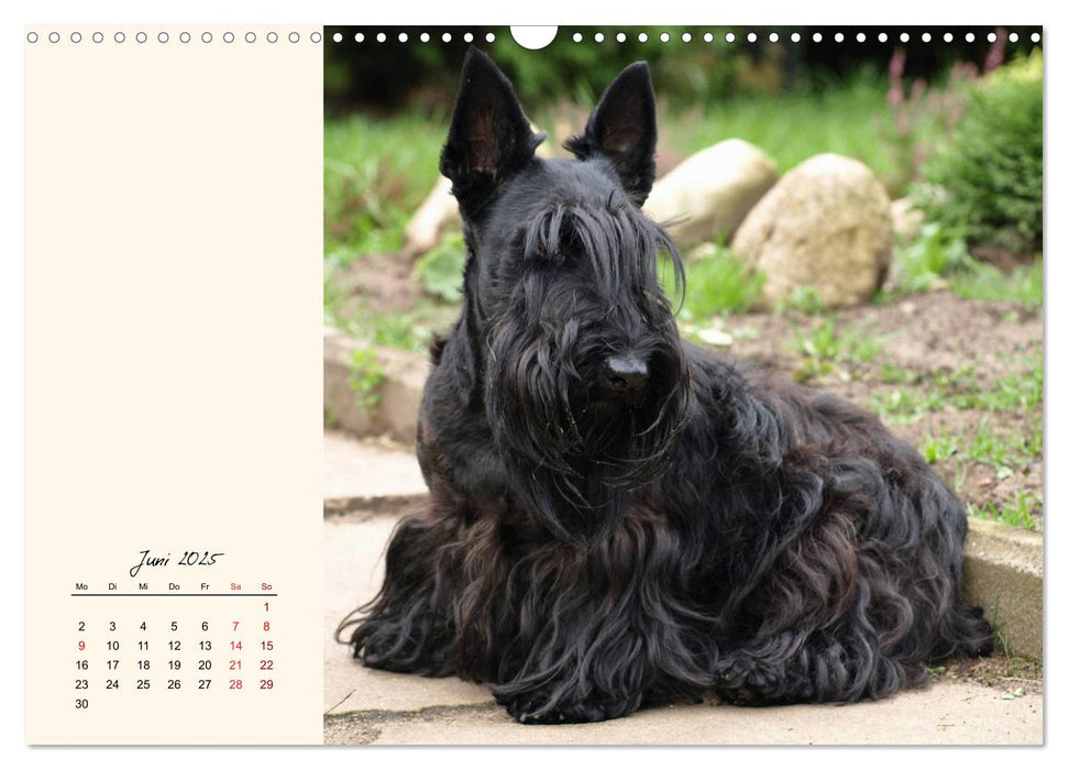 Scottish Terrier - Charmantes Rauhbein (CALVENDO Wandkalender 2025)