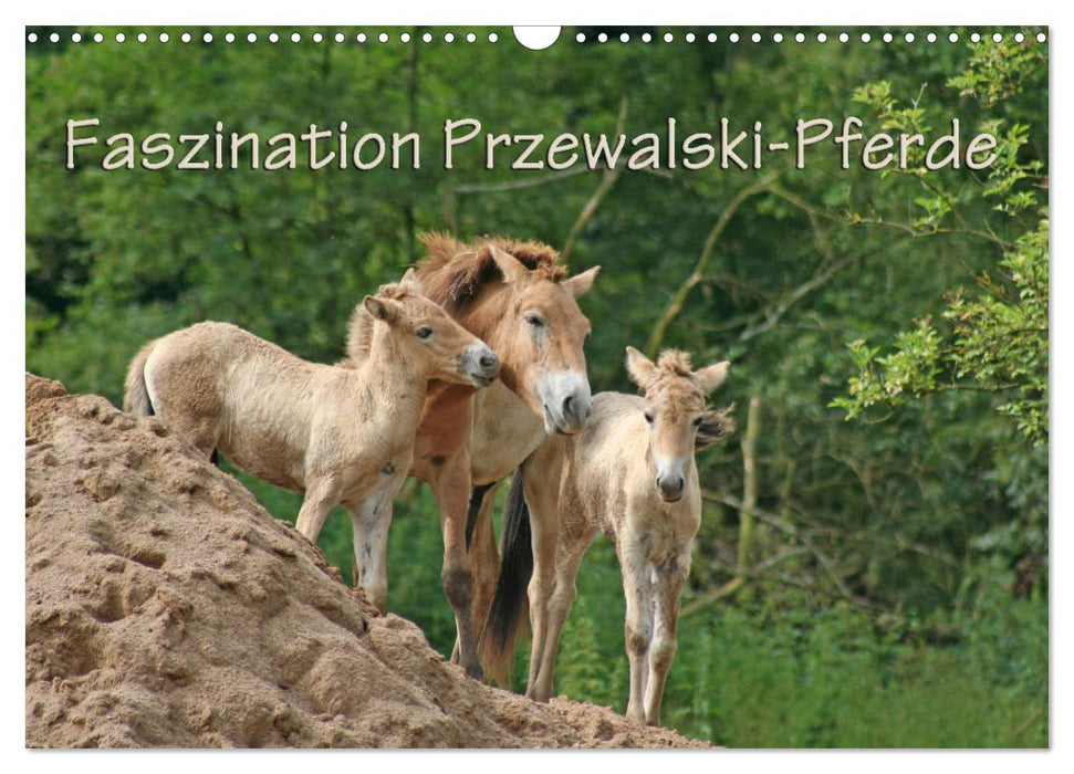 Faszination Przewalski-Pferde (CALVENDO Wandkalender 2025)