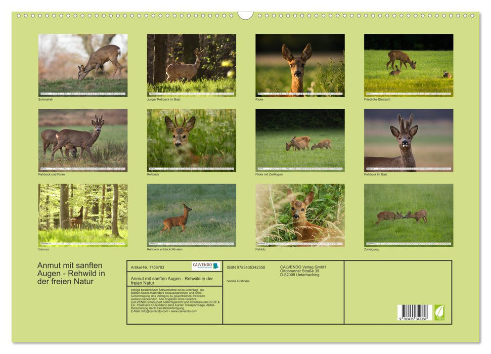 Anmut mit sanften Augen - Rehwild in der freien Natur (CALVENDO Wandkalender 2025)