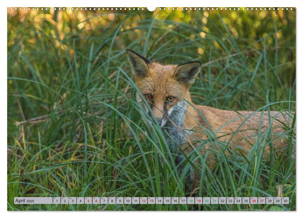 Großer Tiergarten Berlin - Vom Jagdrevier zur Sehenswürdigkeit (CALVENDO Wandkalender 2025)