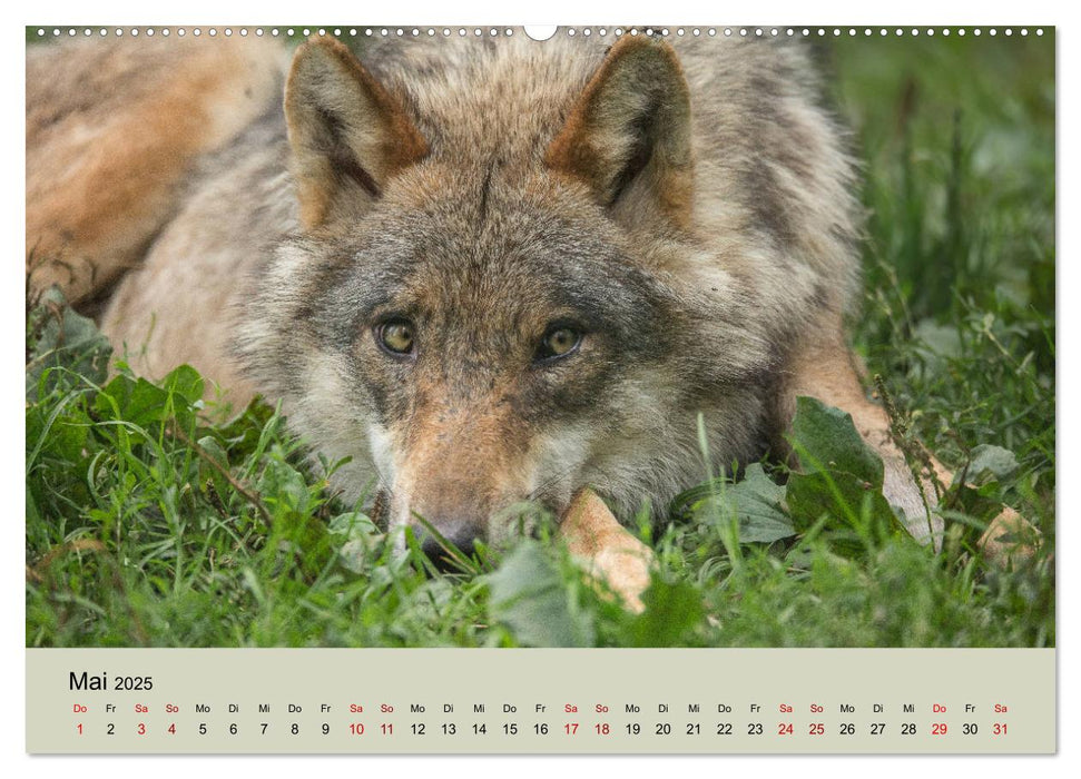 Wolfsrudel (CALVENDO Premium Wandkalender 2025)