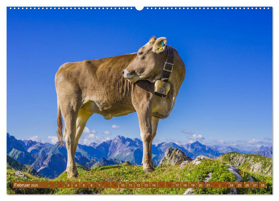 Allgäuer Schönheiten Allgäu - Land der Kühe (CALVENDO Premium Wandkalender 2025)