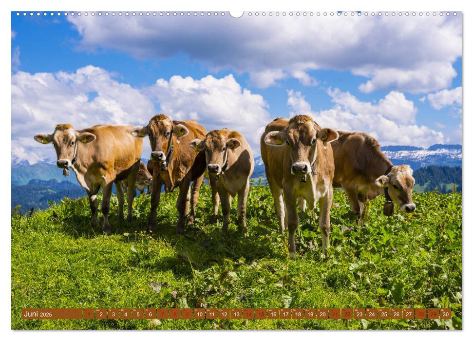 Allgäuer Schönheiten Allgäu - Land der Kühe (CALVENDO Premium Wandkalender 2025)