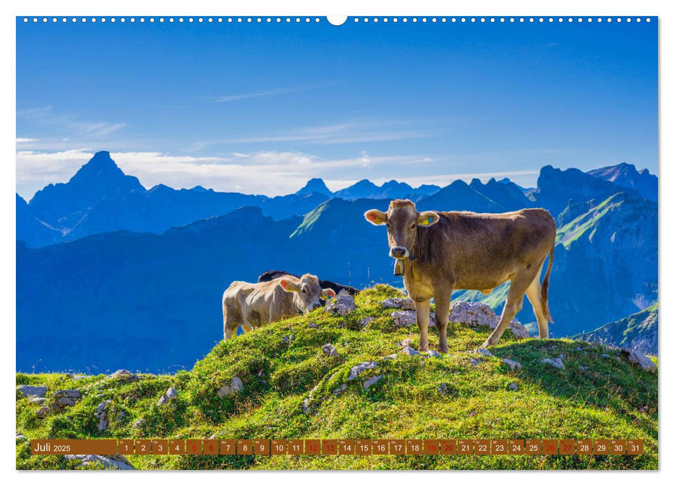 Allgäuer Schönheiten Allgäu - Land der Kühe (CALVENDO Premium Wandkalender 2025)