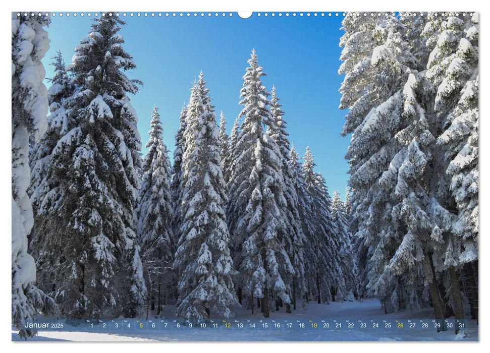 Spaziergang im Wald (CALVENDO Premium Wandkalender 2025)