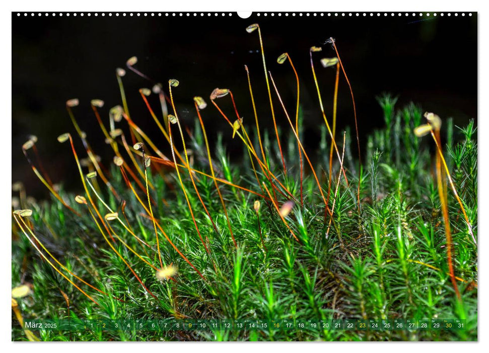 Spaziergang im Wald (CALVENDO Premium Wandkalender 2025)