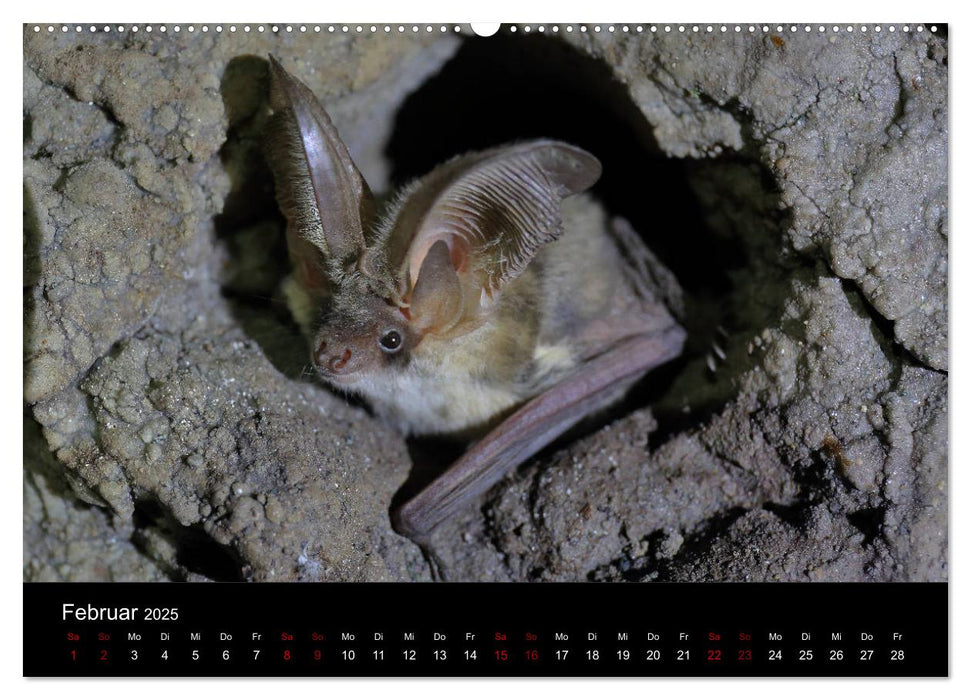 Fledermäuse - Jäger der Nacht (CALVENDO Premium Wandkalender 2025)