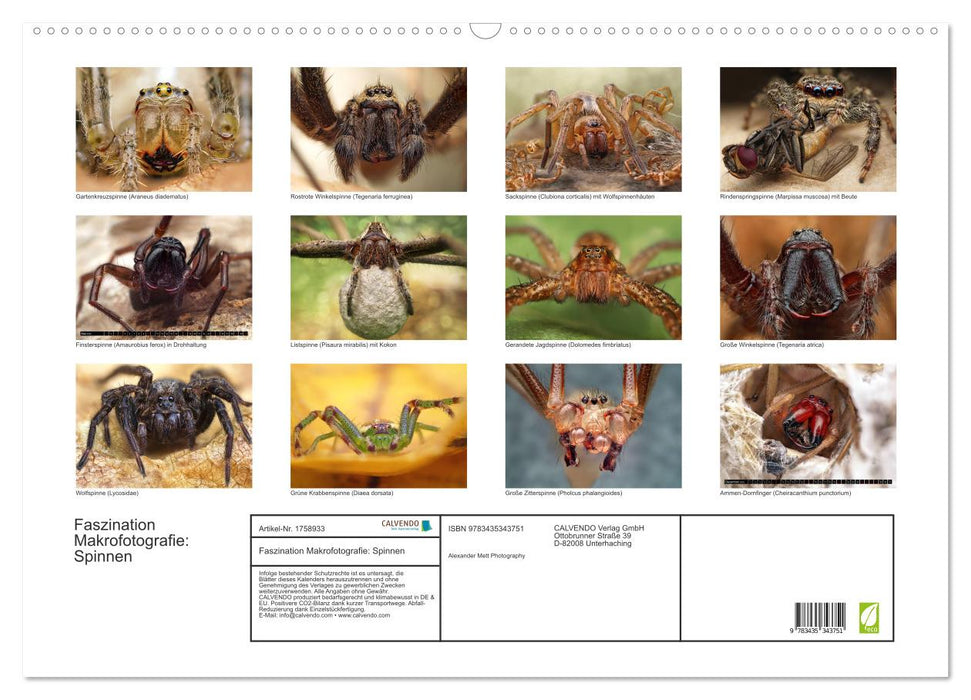 Faszination Makrofotografie: Spinnen (CALVENDO Wandkalender 2025)