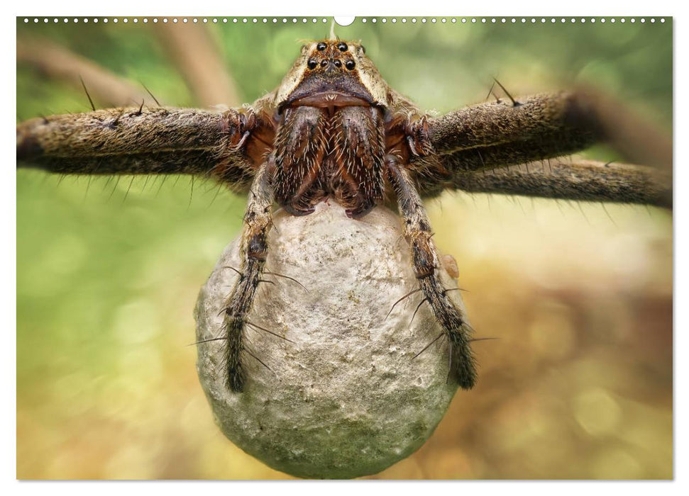 Faszination Makrofotografie: Spinnen (CALVENDO Wandkalender 2025)