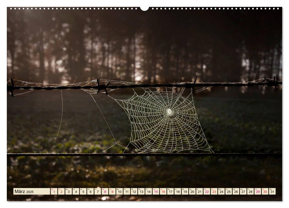 Spinnennetze - Wunder der Natur (CALVENDO Premium Wandkalender 2025)