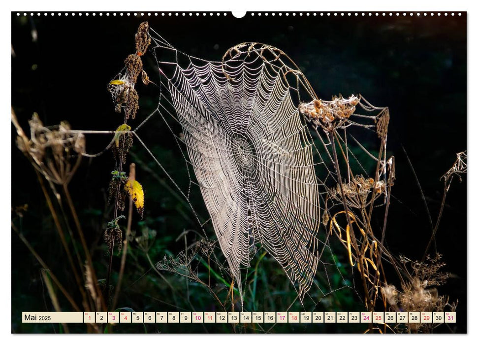 Spinnennetze - Wunder der Natur (CALVENDO Premium Wandkalender 2025)