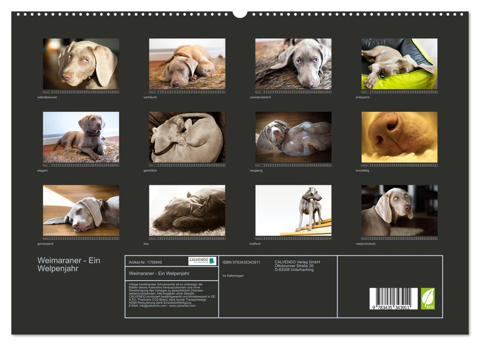 Weimaraner - Ein Welpenjahr (CALVENDO Premium Wandkalender 2025)