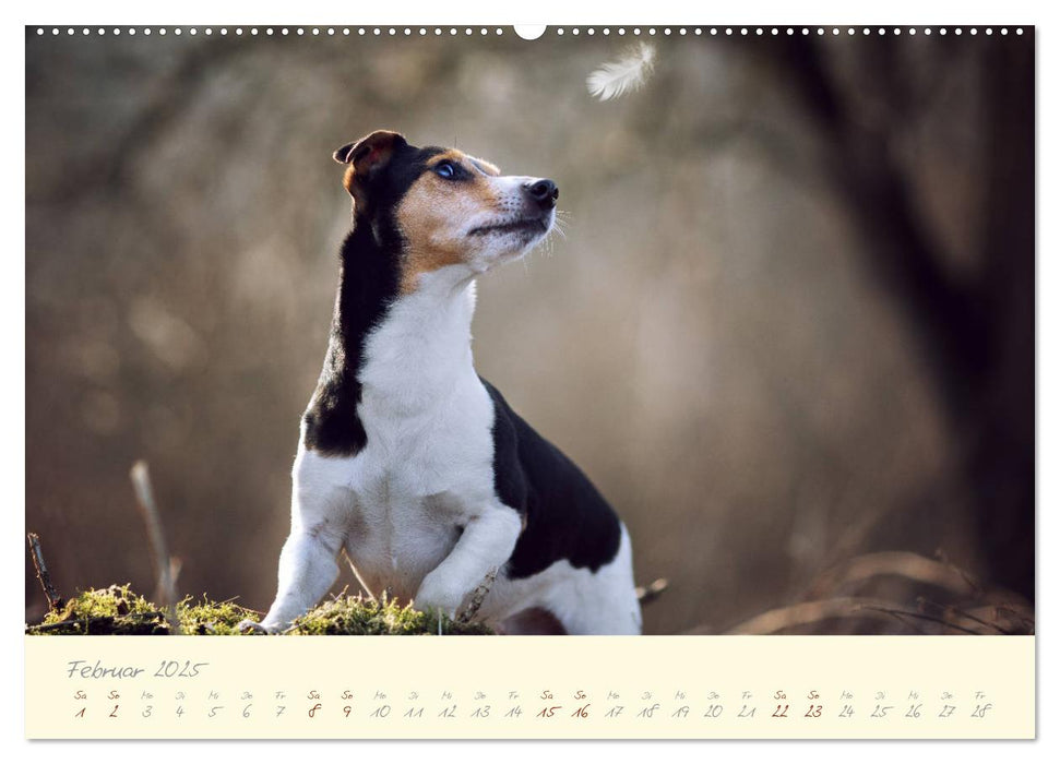 Hundeseele (CALVENDO Premium Wandkalender 2025)