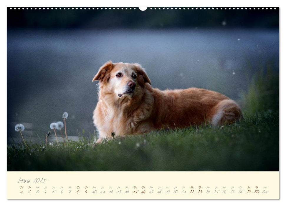 Hundeseele (CALVENDO Premium Wandkalender 2025)