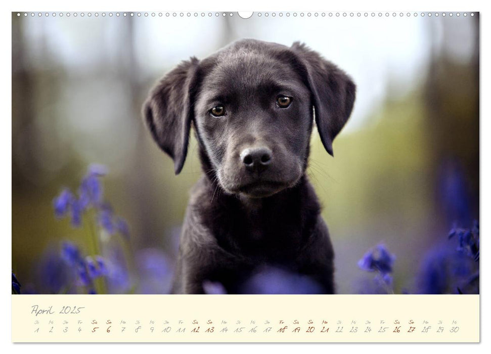 Hundeseele (CALVENDO Premium Wandkalender 2025)