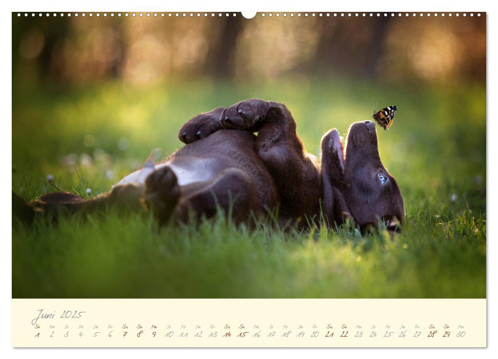 Hundeseele (CALVENDO Premium Wandkalender 2025)