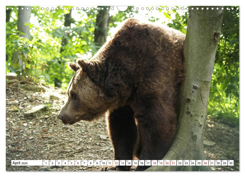 Waldtiere (CALVENDO Wandkalender 2025)