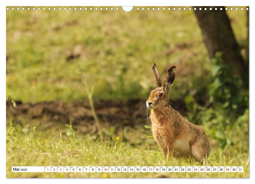 Waldtiere (CALVENDO Wandkalender 2025)